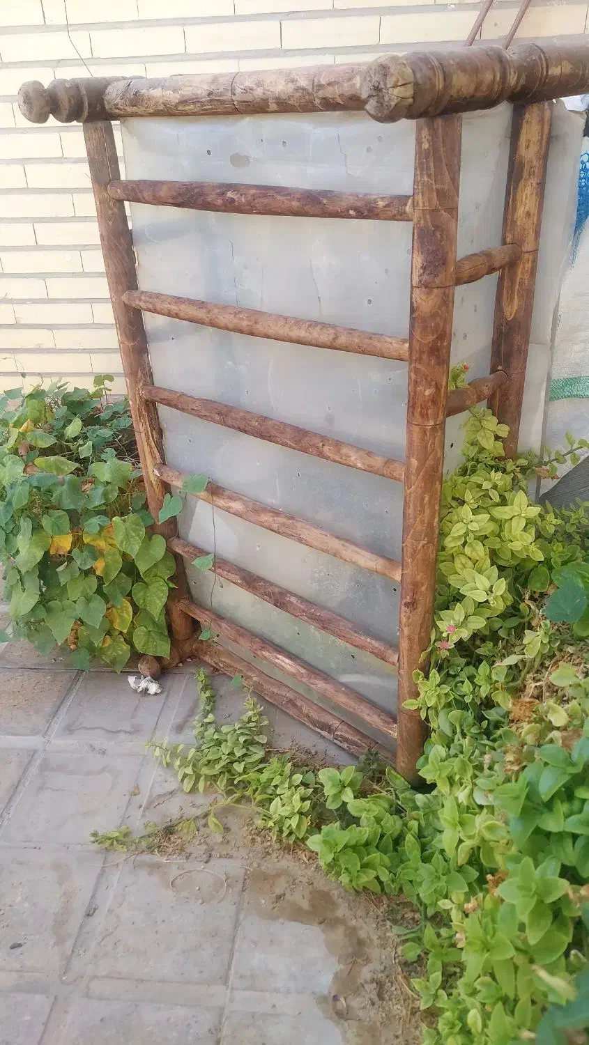 ۴ عدد حلزون طبی مناسب جوانسازی و باکس چوبی|خزنده|مهریز, |دیوار