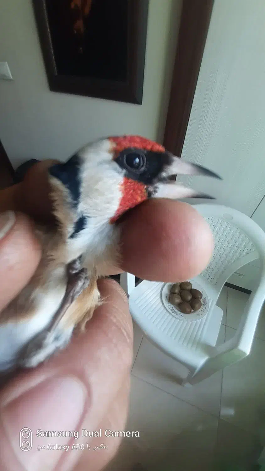 سهره نر بستان اباد تک بخون سفت|پرنده|اصفهان, ملک‌شهر|دیوار