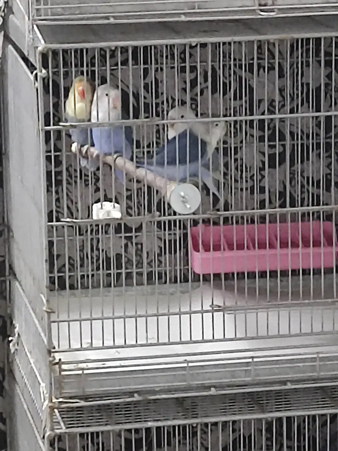 کوتوله رنگ خاص|پرنده|قم, لسانی|دیوار