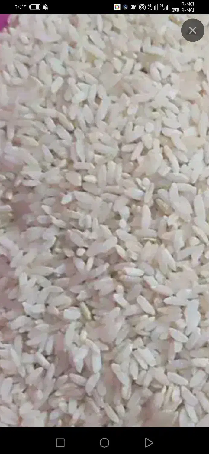 درود خدمت همه عزیزان برنج چمپابابهترین کیفیت|خوردنی و آشامیدنی|چیتاب, |دیوار