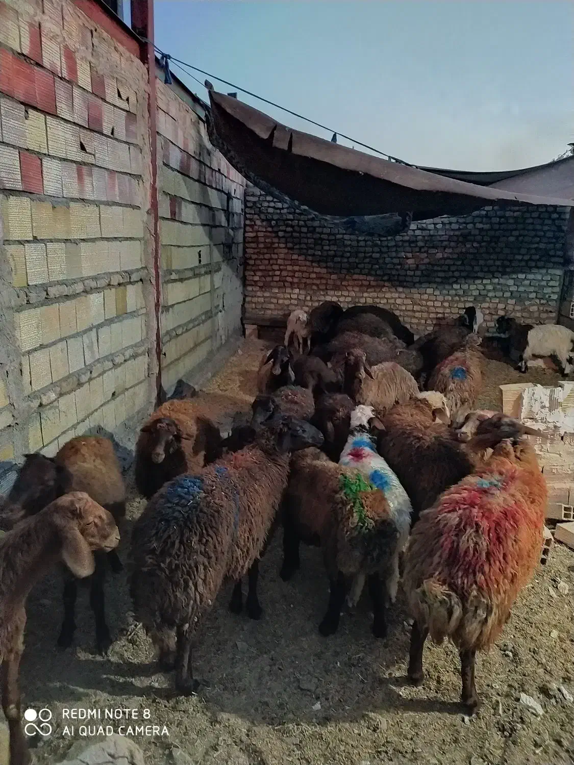 گوسفند زنده از وزن۳۵ کیلو به بالا بره|حیوانات مزرعه|مشهد, کشاورز|دیوار