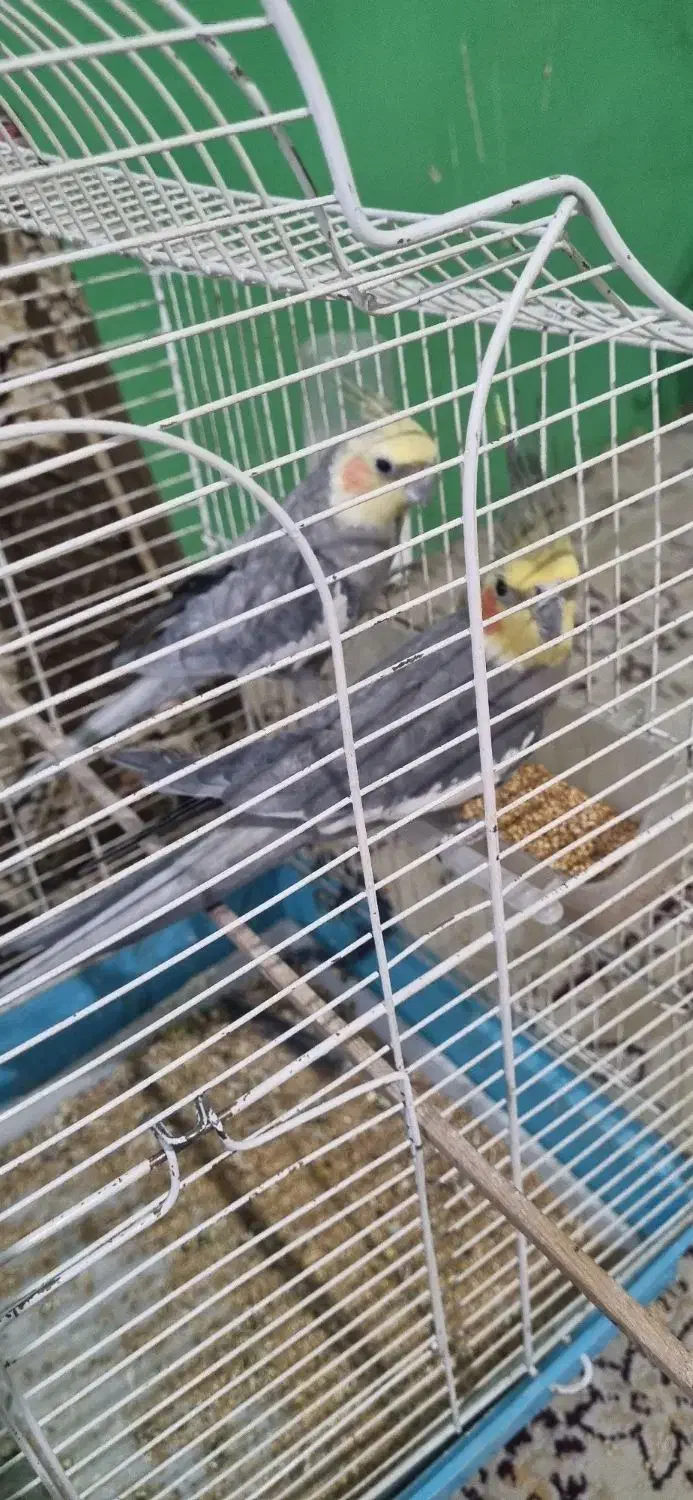 عروس هلندی سیامون|پرنده|شاندیز, |دیوار