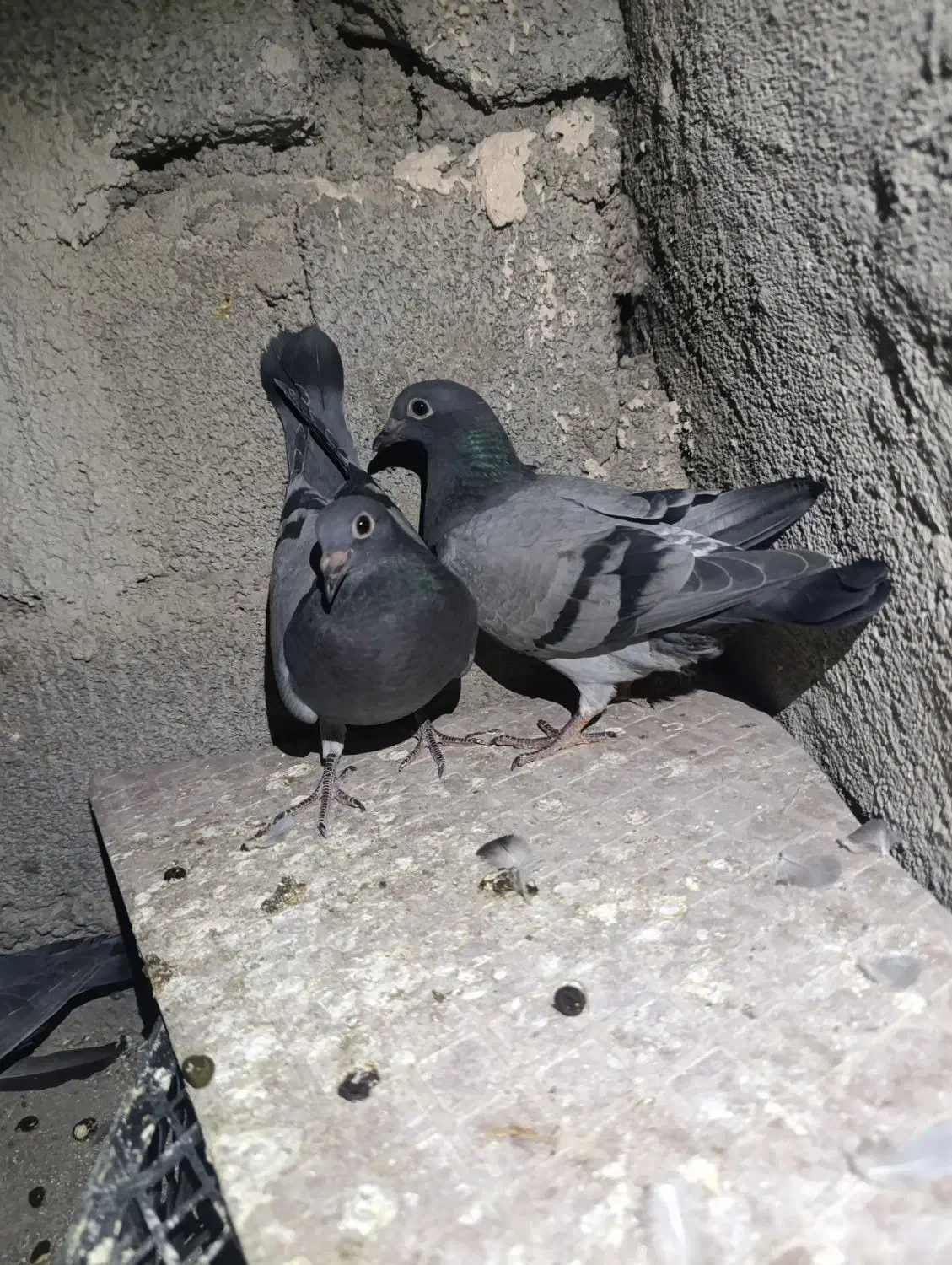 کبوتر پلاکی|پرنده|جیرفت, |دیوار