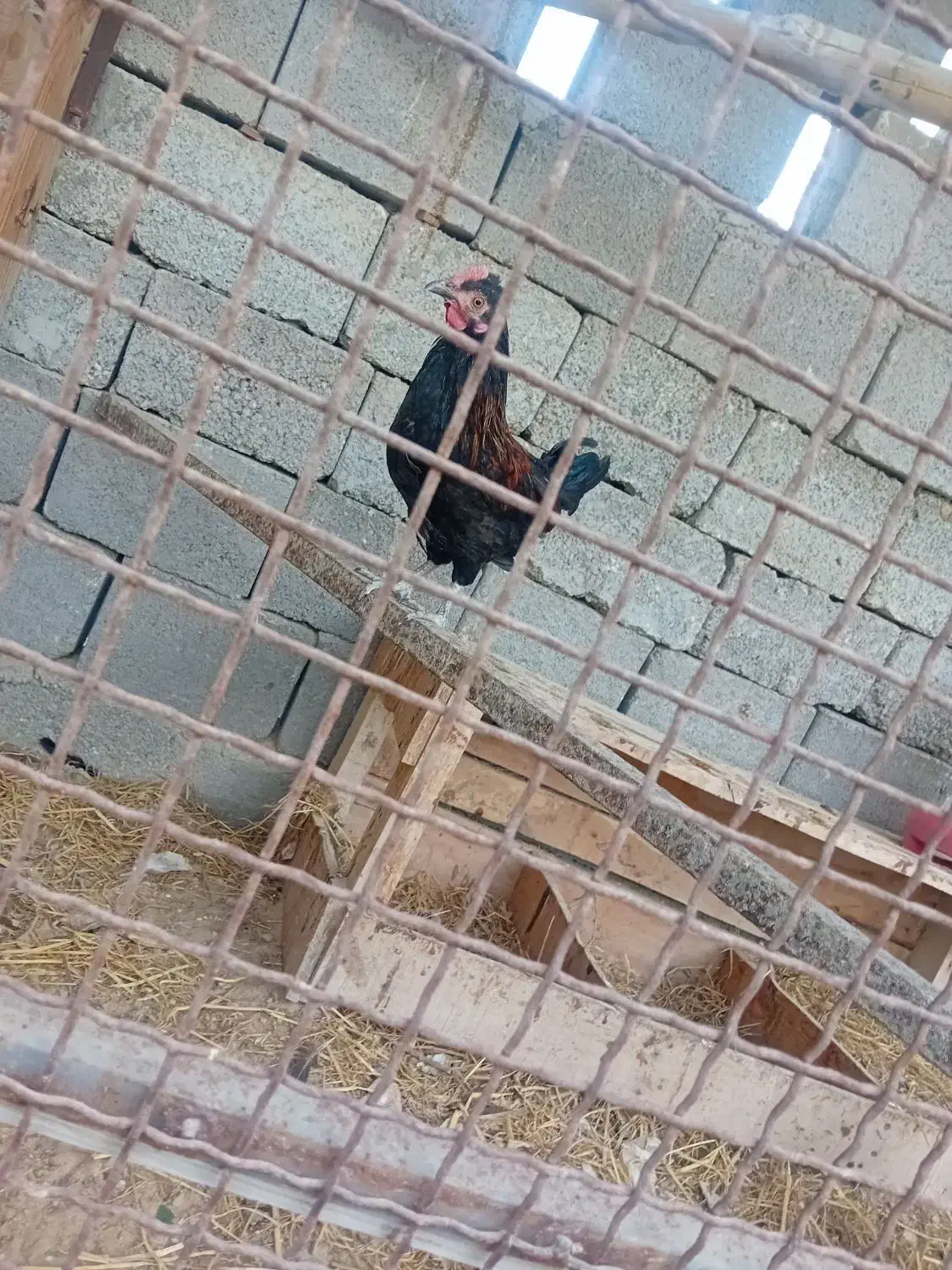 مرغ و خروس|حیوانات مزرعه|قشم, |دیوار