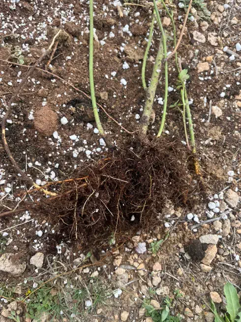 نهال دوساله گل محمدی نژاد کاشان پر بار عطری|گل و گیاه طبیعی|شیراز, شهرک جماران|دیوار