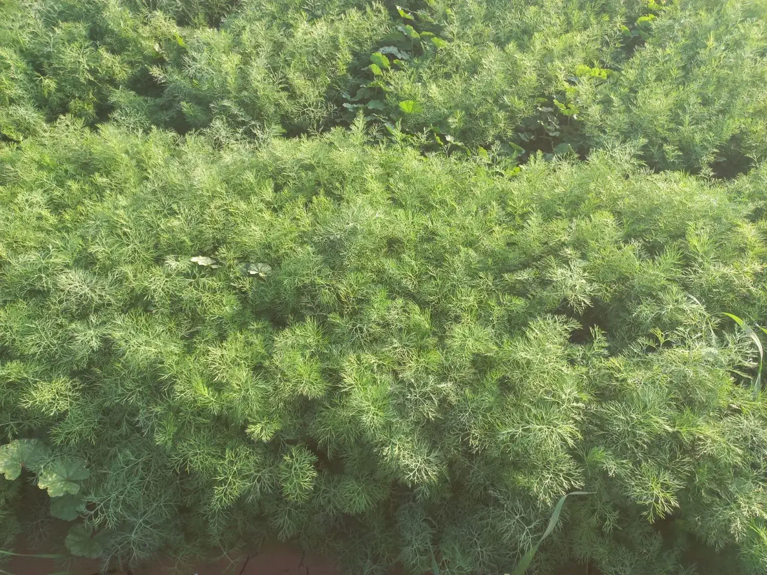 سلام سبزی شوید وگشنیز واسفناج تمیز|خوردنی و آشامیدنی|گرمسار, |دیوار