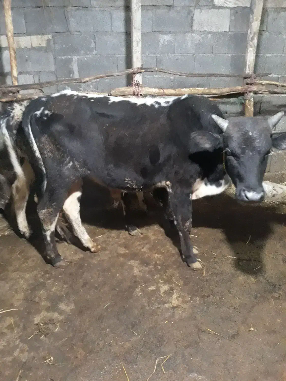 گوساله نر دورگ چالوسی (ورزاکوله) کوچصفهان (گاو نر)|حیوانات مزرعه|رشت, جانبازان|دیوار