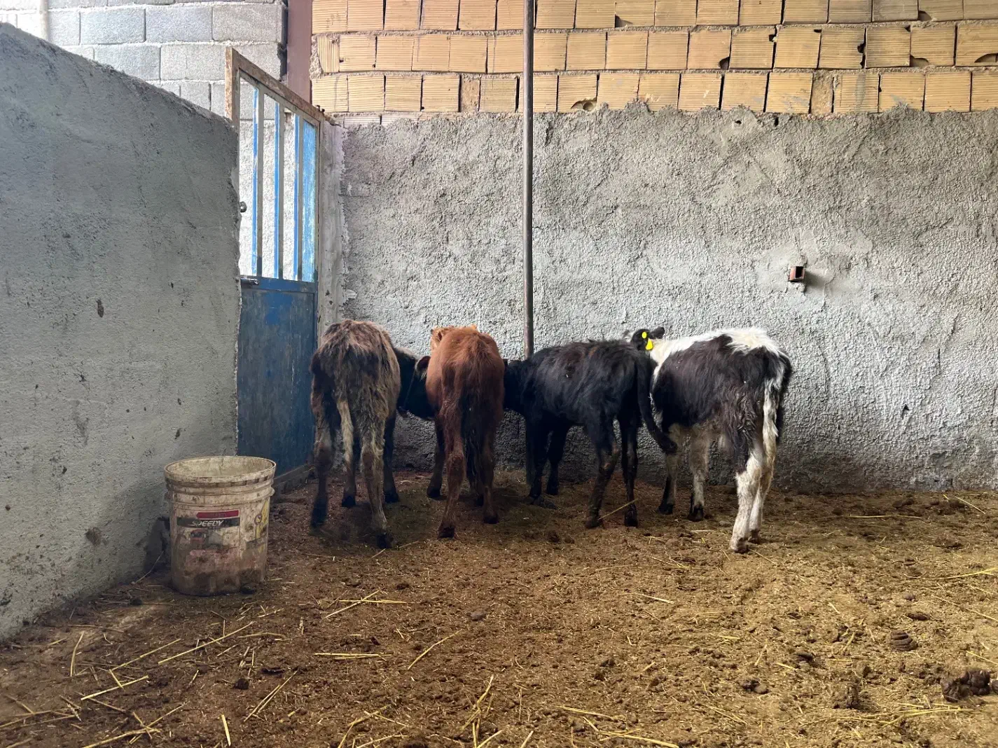 گوساله نر|حیوانات مزرعه|ورامین, ورامین|دیوار