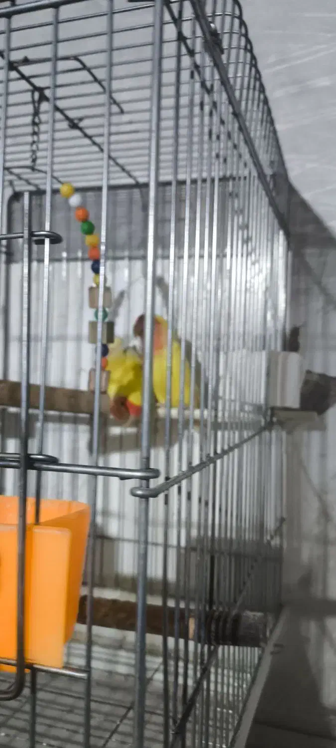 طوطی برزیلی|پرنده|لاران, |دیوار