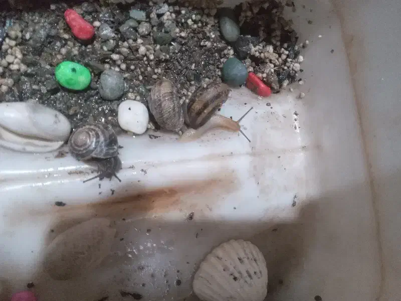 حلزون اچاتینا البینو تخم گذار کلاژن درمانی|خزنده|گلستان (تهران), |دیوار