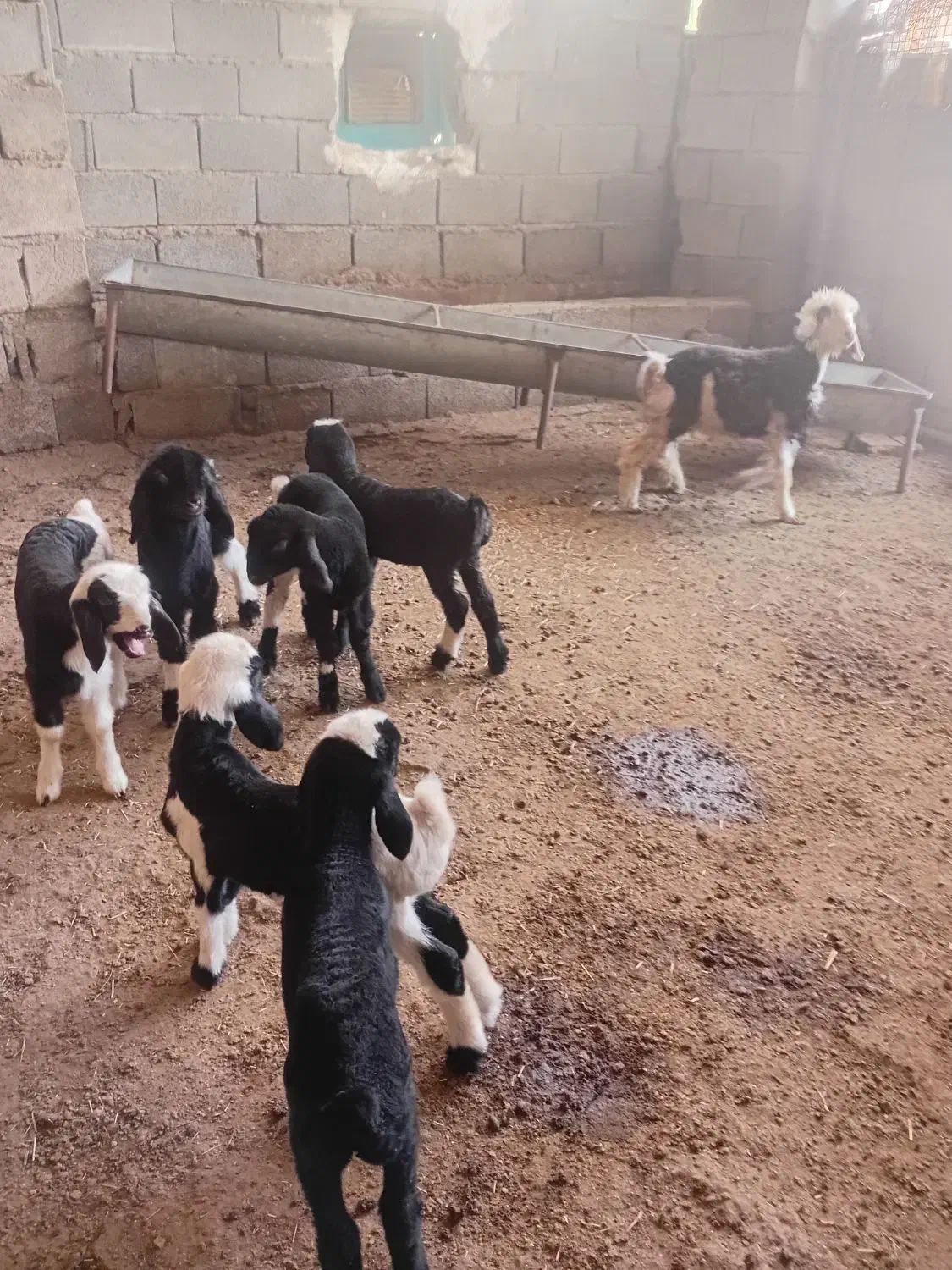 ۷میش وبره|حیوانات مزرعه|شوشتر, |دیوار