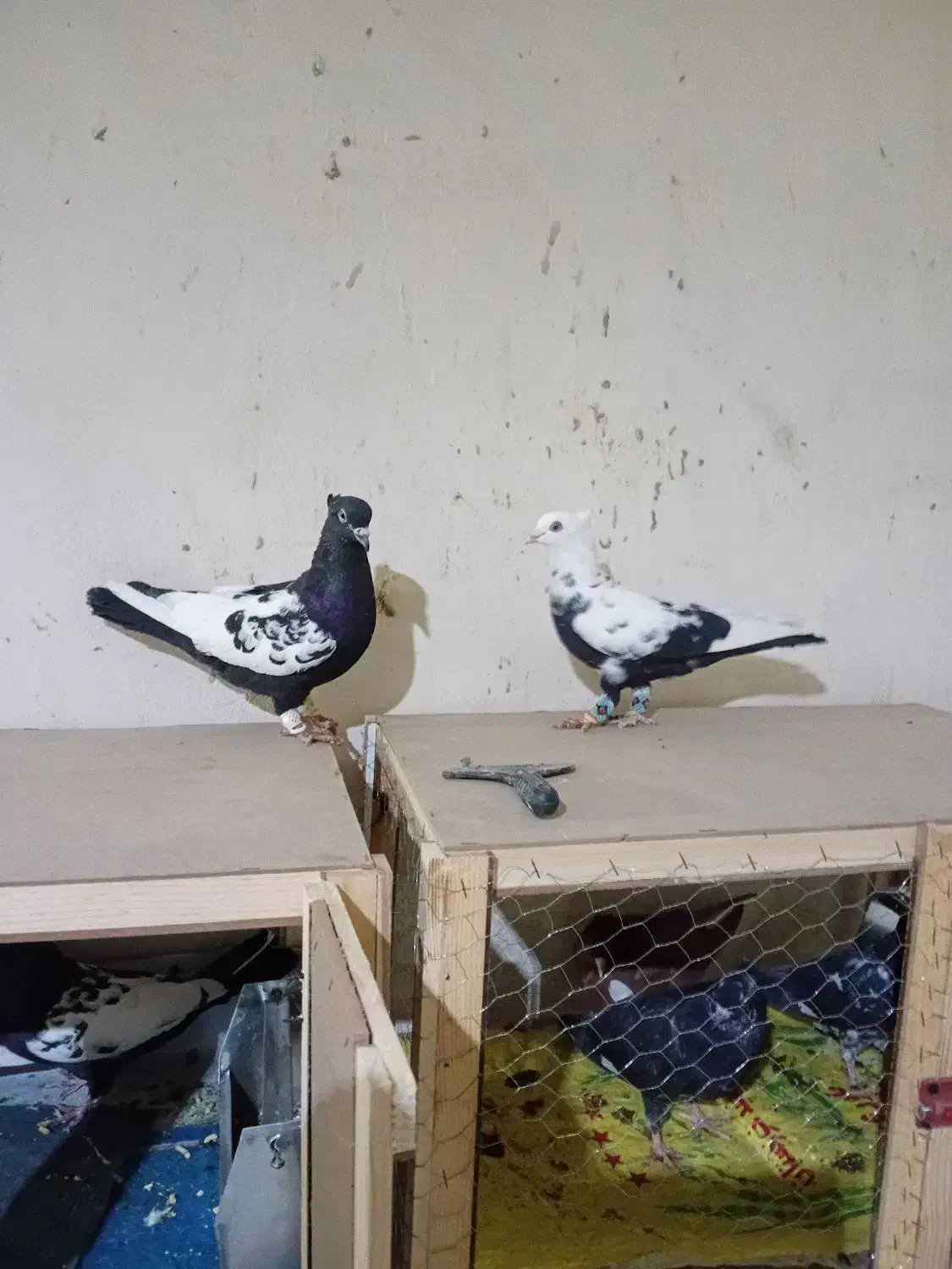 چندتاکفترشهرستانی شرط دوروزرنگ|پرنده|شوشتر, |دیوار