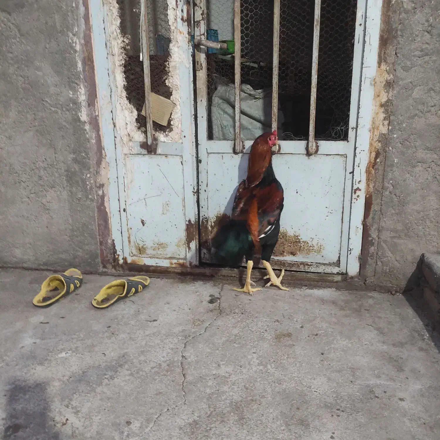 تخم مرغ لاری|حیوانات مزرعه|بم, |دیوار