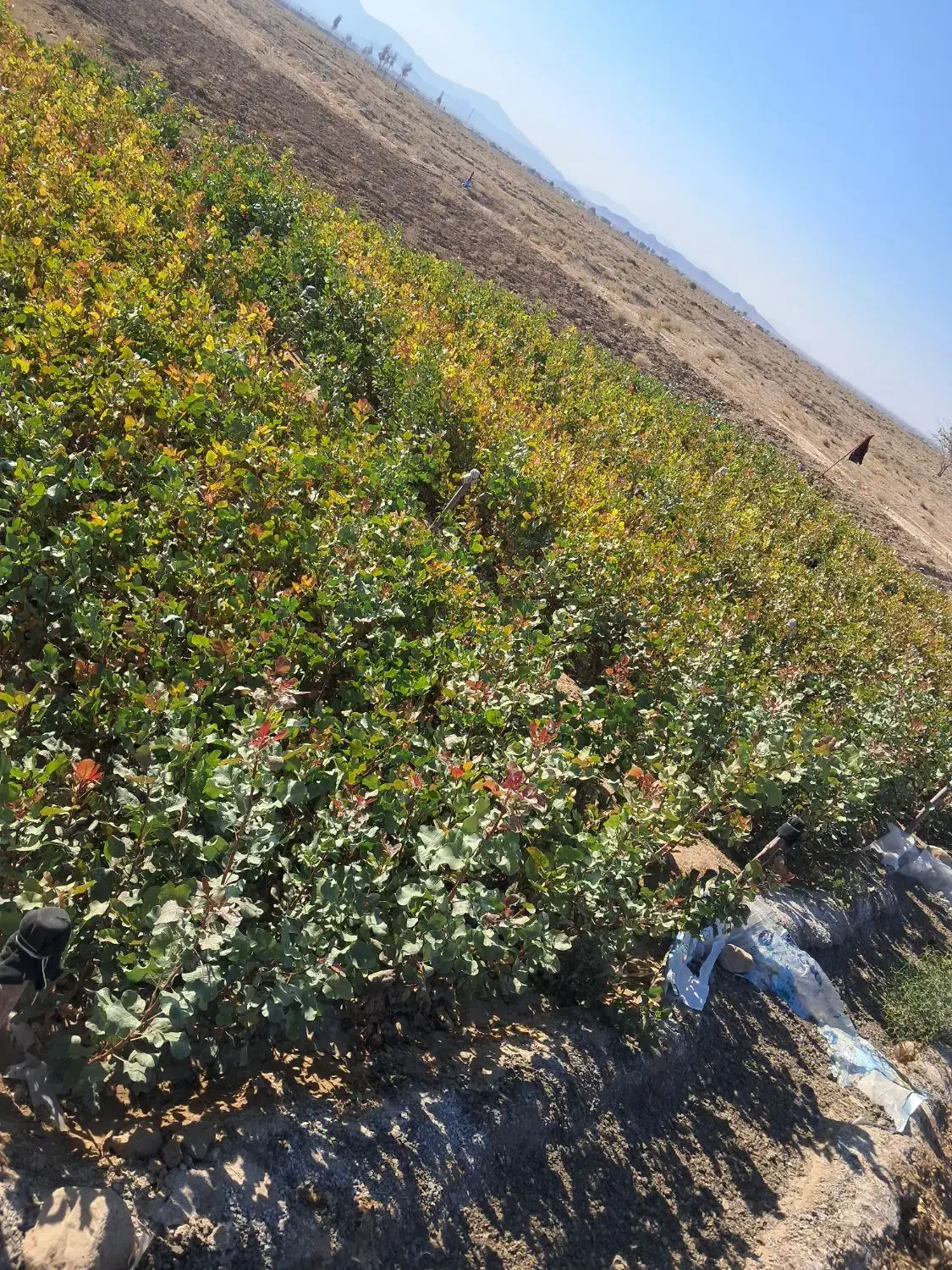 نهال پسته۴۰۴ فروشی|خدمات باغبانی و درختکاری|حنا, |دیوار