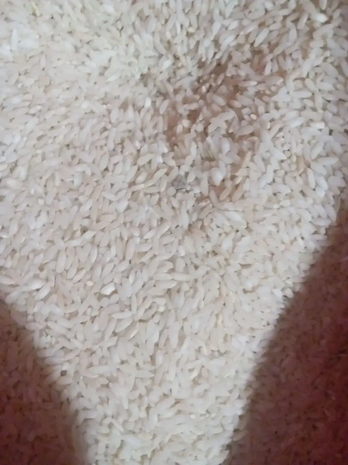 ۱۰۰ کلو برنج چمپا ی دست کلو ۲۶۰ چک دارم|خوردنی و آشامیدنی|فلارد, |دیوار