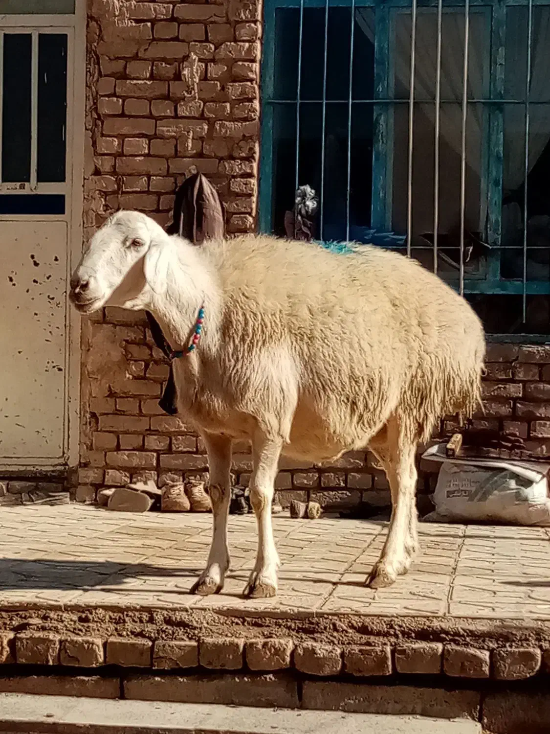 میش 90 کیلو فروشی|حیوانات مزرعه|سلیمان, |دیوار