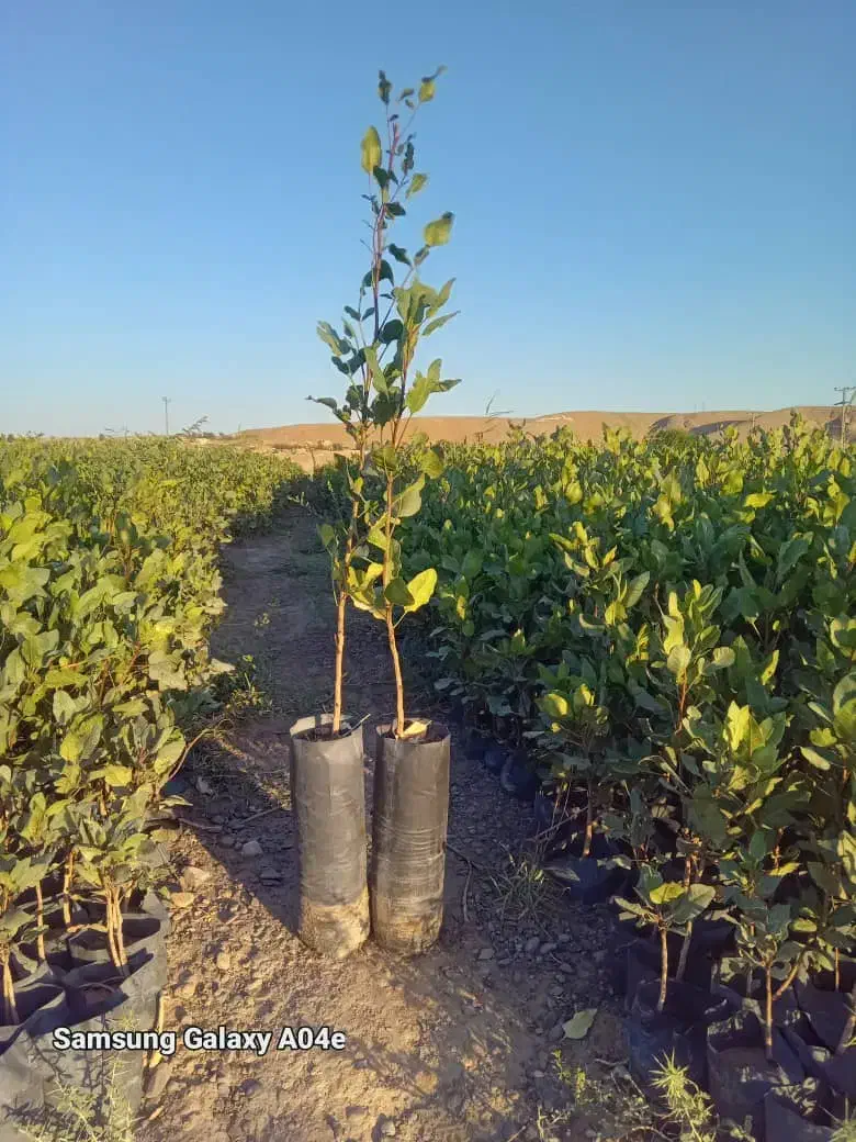 نهال پسته پایه زرندی برای کشت پاییزه|خدمات باغبانی و درختکاری|نیشابور, فضل|دیوار