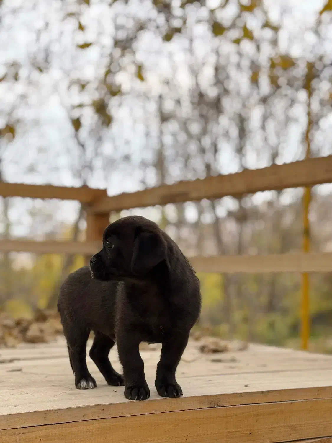 توله سگ نژاد پیکینیز|سگ|کرمانشاه, |دیوار