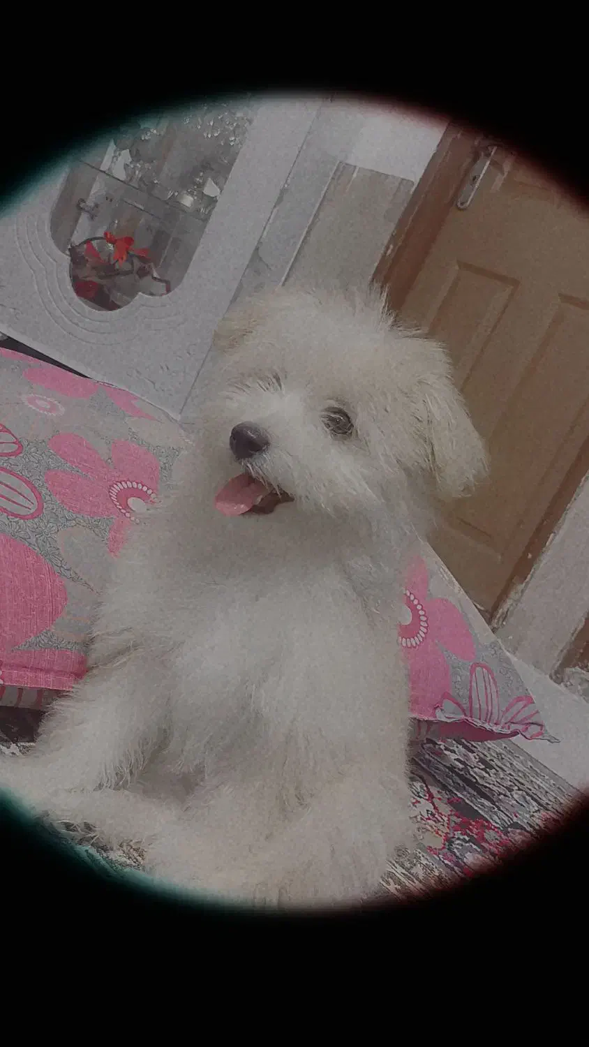 سگ نر میکس پامر وپودل|سگ|مشهد, شهید بصیر|دیوار