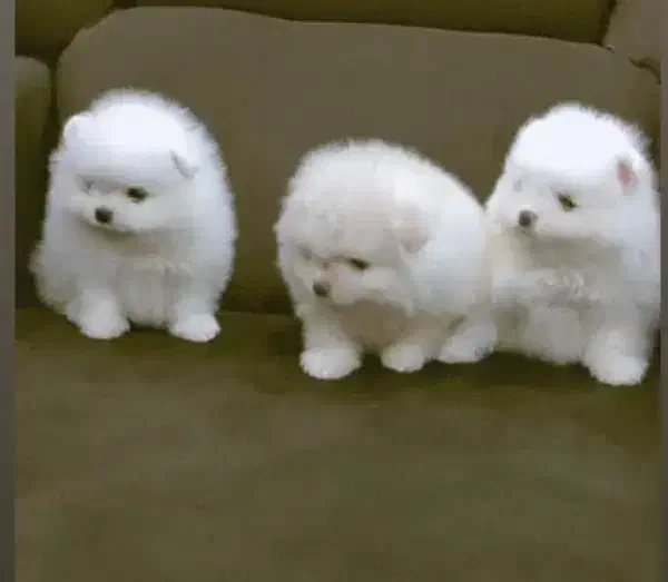 توله پامرانین خرسی اصیل|سگ|مشهد, حسینآباد|دیوار