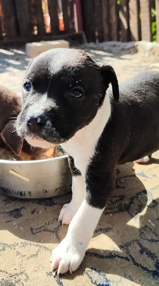 سگ پیتبول|سگ|قزوین, |دیوار