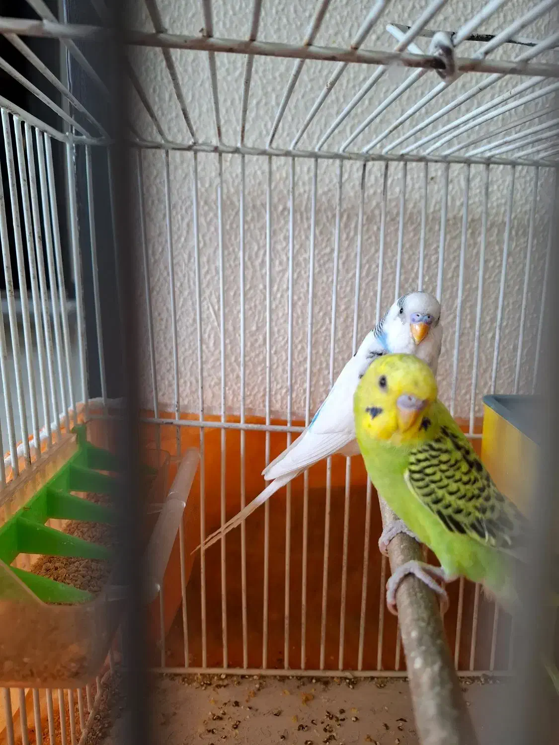 مرغ عشق پرنده|پرنده|شاهین‌شهر, عطار|دیوار