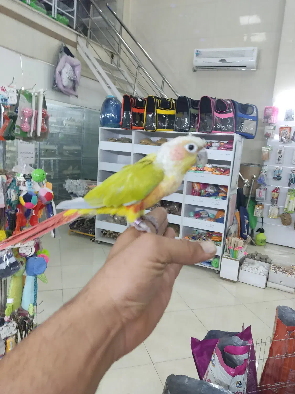 بزرگترین پت شاپ و قصر پرنده در سمنان|پرنده|سمنان, |دیوار