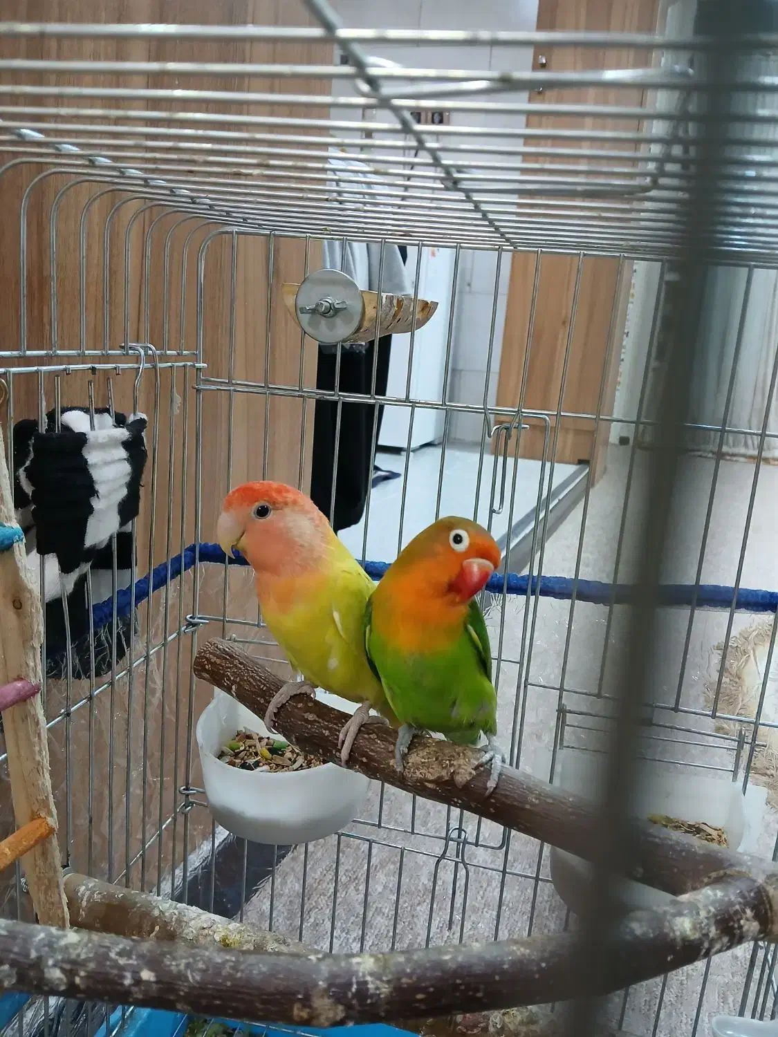 طوطی برزیلی|پرنده|اهواز, کیانپارس |دیوار