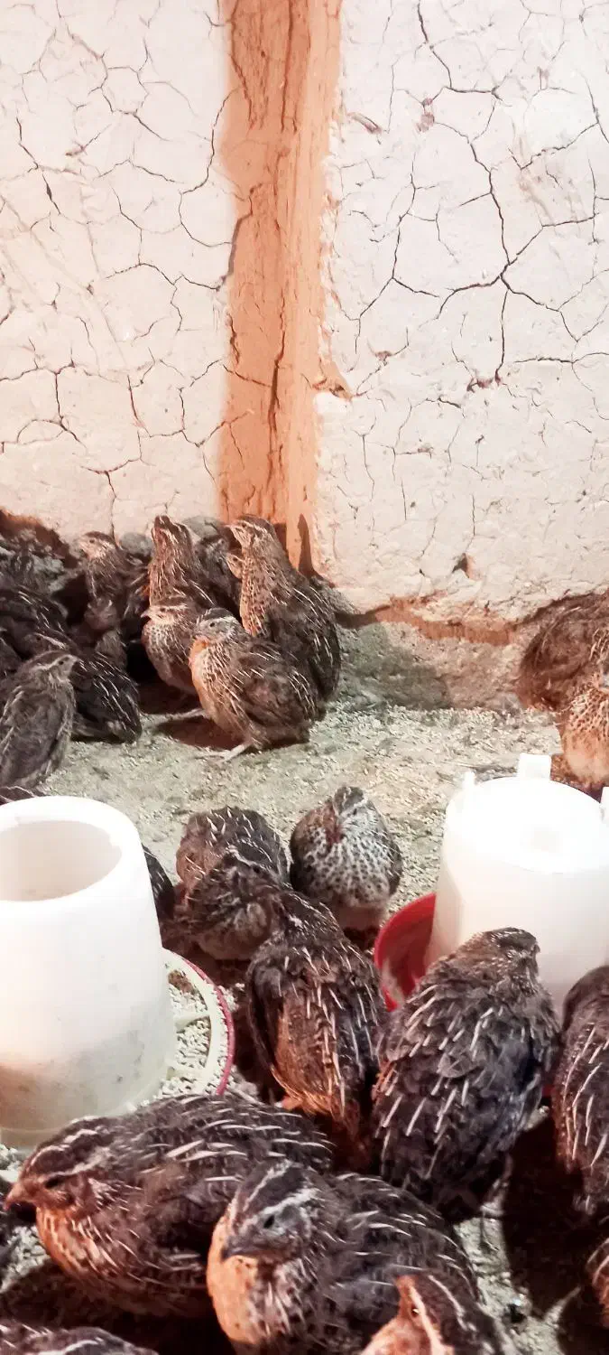 قیمت دونه ۸۰ هزار|پرنده|جزنیک, |دیوار