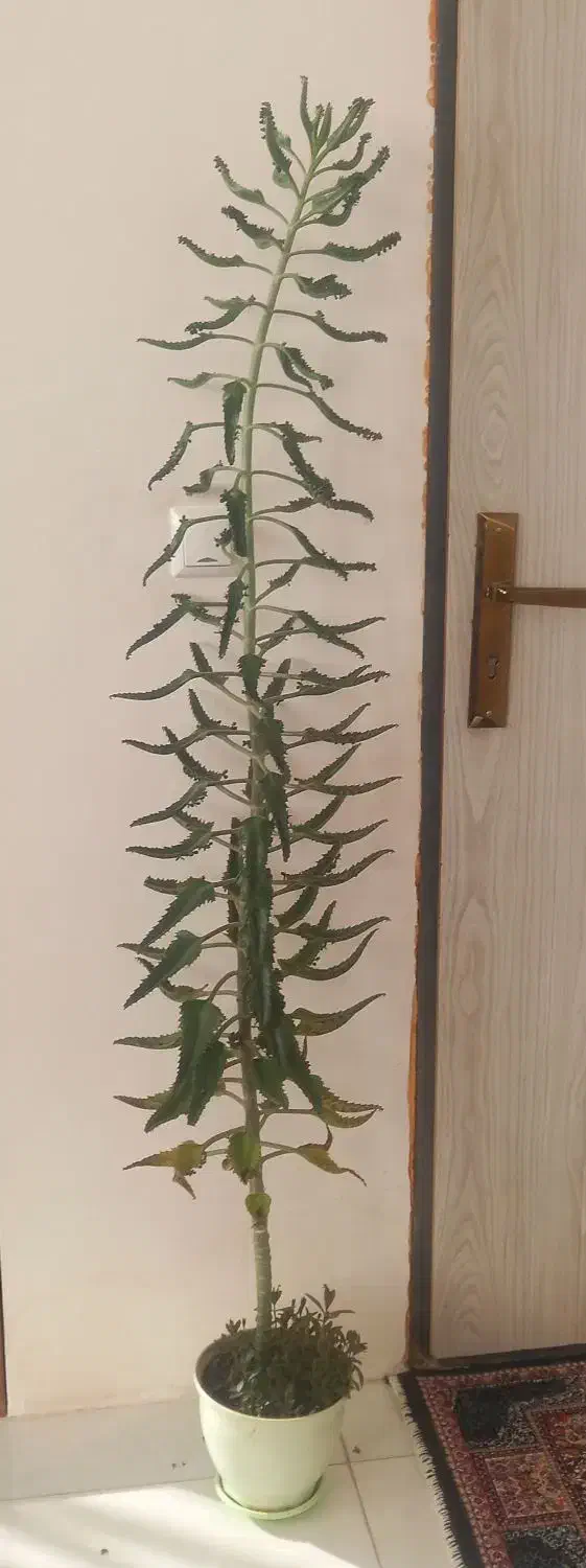 گل اشک تمساح ارتفاع یک ونیم متر۵۵۰تومان|گل و گیاه طبیعی|اردبیل, |دیوار