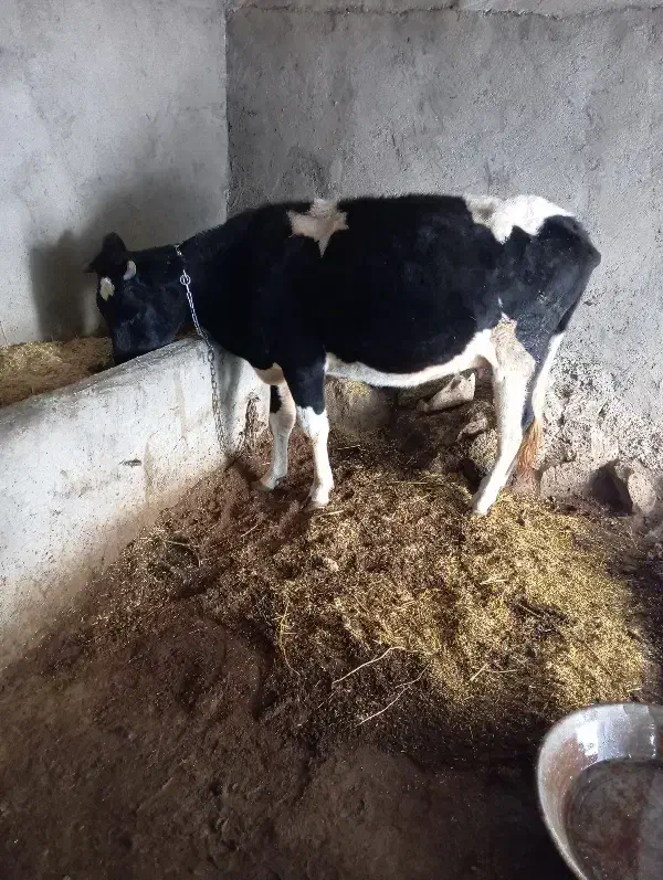 گاو هلند|حیوانات مزرعه|پلدشت, |دیوار