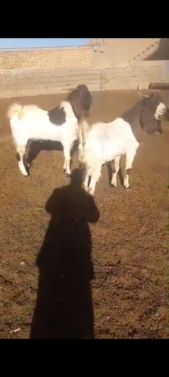 دوعدد نربز پاگستانی درجه یک|حیوانات مزرعه|داران, |دیوار