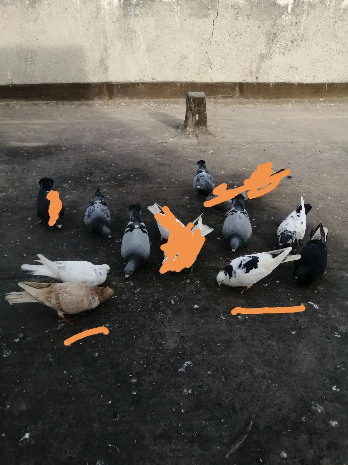 کبوتر|پرنده|گلبهار, شهر جدید گلبهار|دیوار