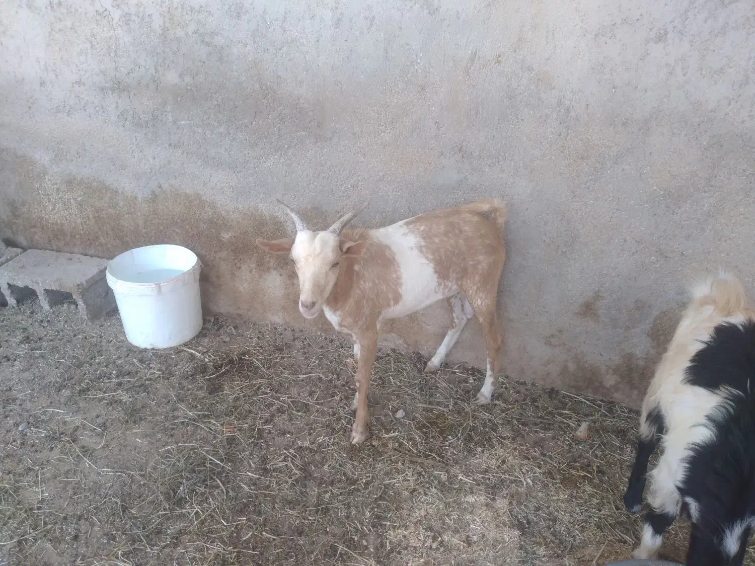 دوکهره نر خمونی وصومالی|حیوانات مزرعه|سعدآباد, |دیوار