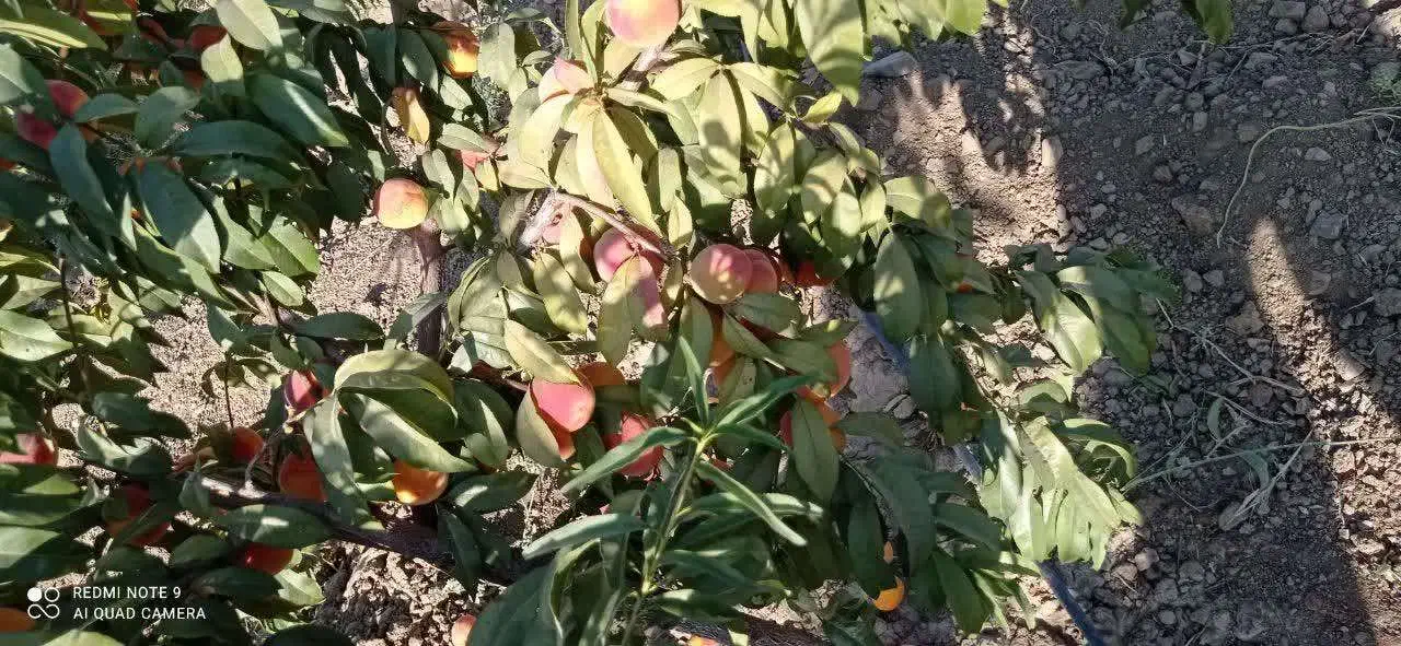 باغ ویلا|فروش زمین و ملک کلنگی|تویسرکان, |دیوار