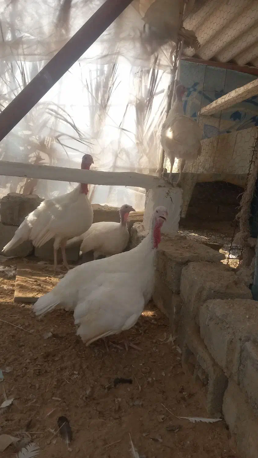 تخم نطفه دار بوقلمون|حیوانات مزرعه|بندر گناوه, |دیوار