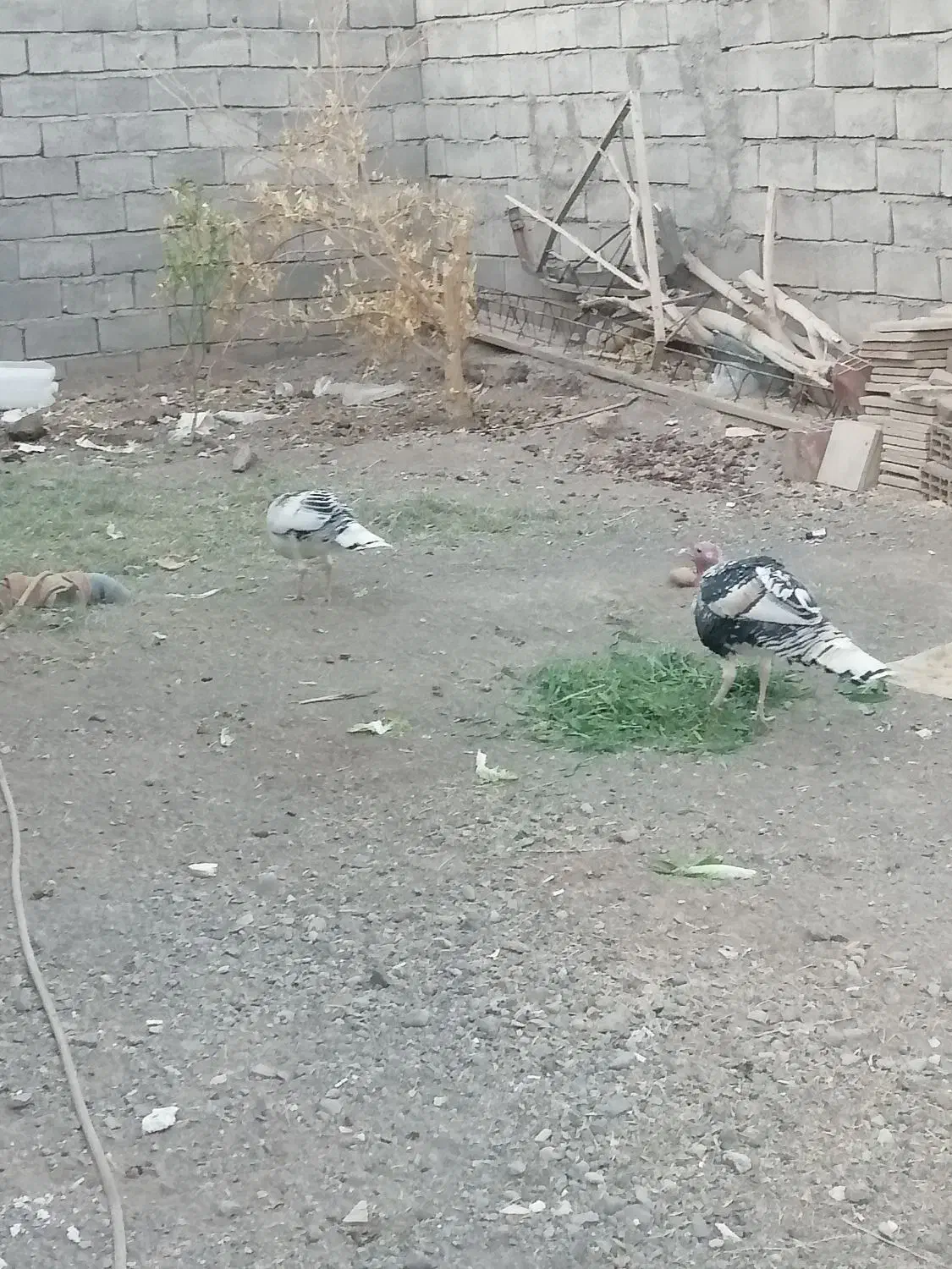 یک جفت بوقلمون|حیوانات مزرعه|بم, |دیوار