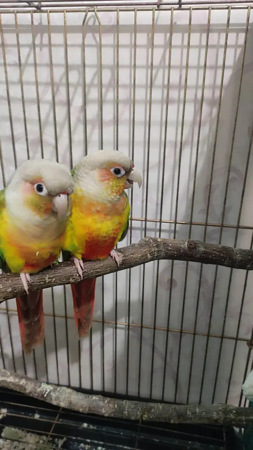 گرینچیک سرلاکی|پرنده|فردیس, شهرک ناز|دیوار