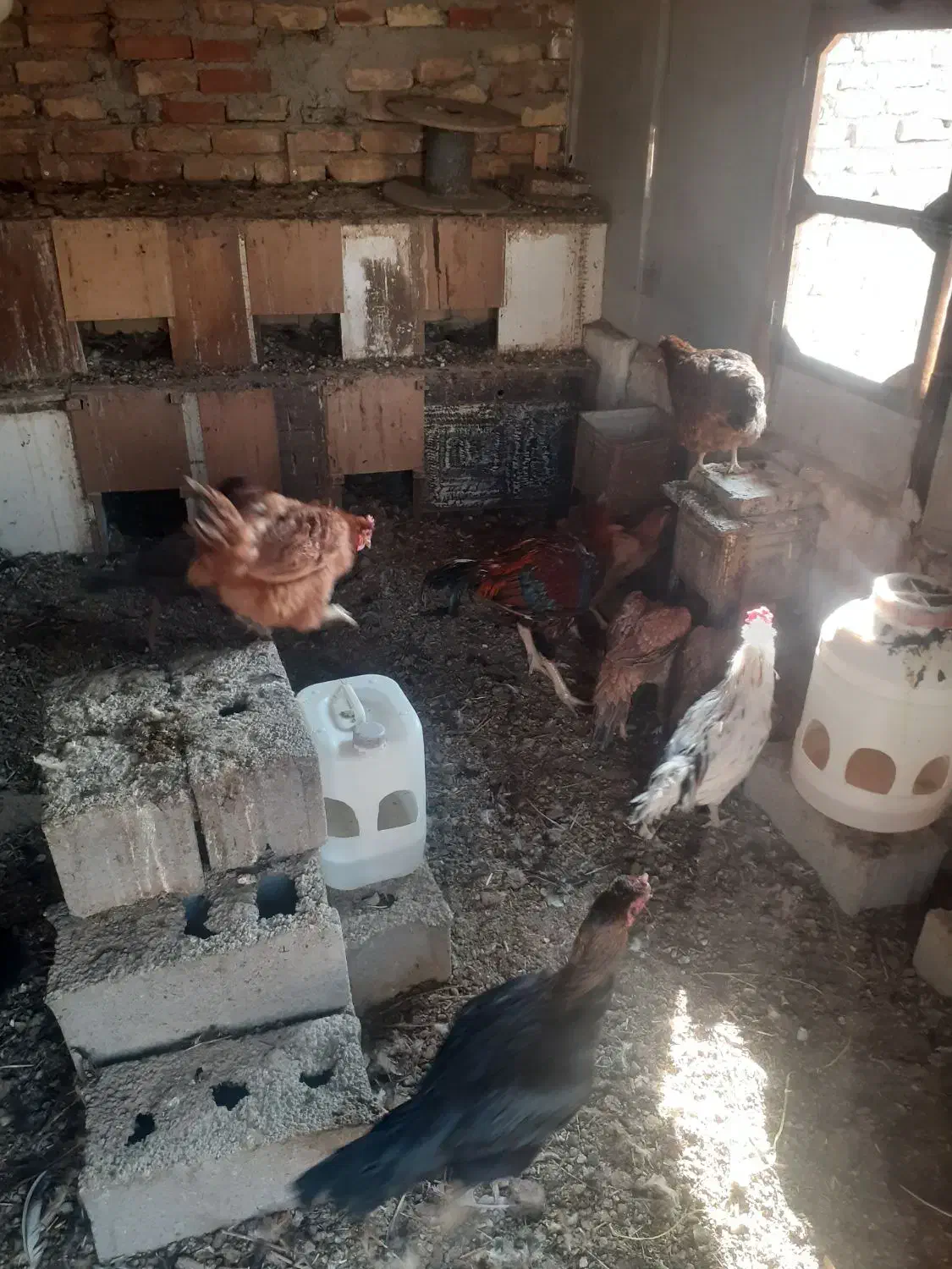 فروش مرغ تخم گذاررسمی|حیوانات مزرعه|صباشهر, |دیوار