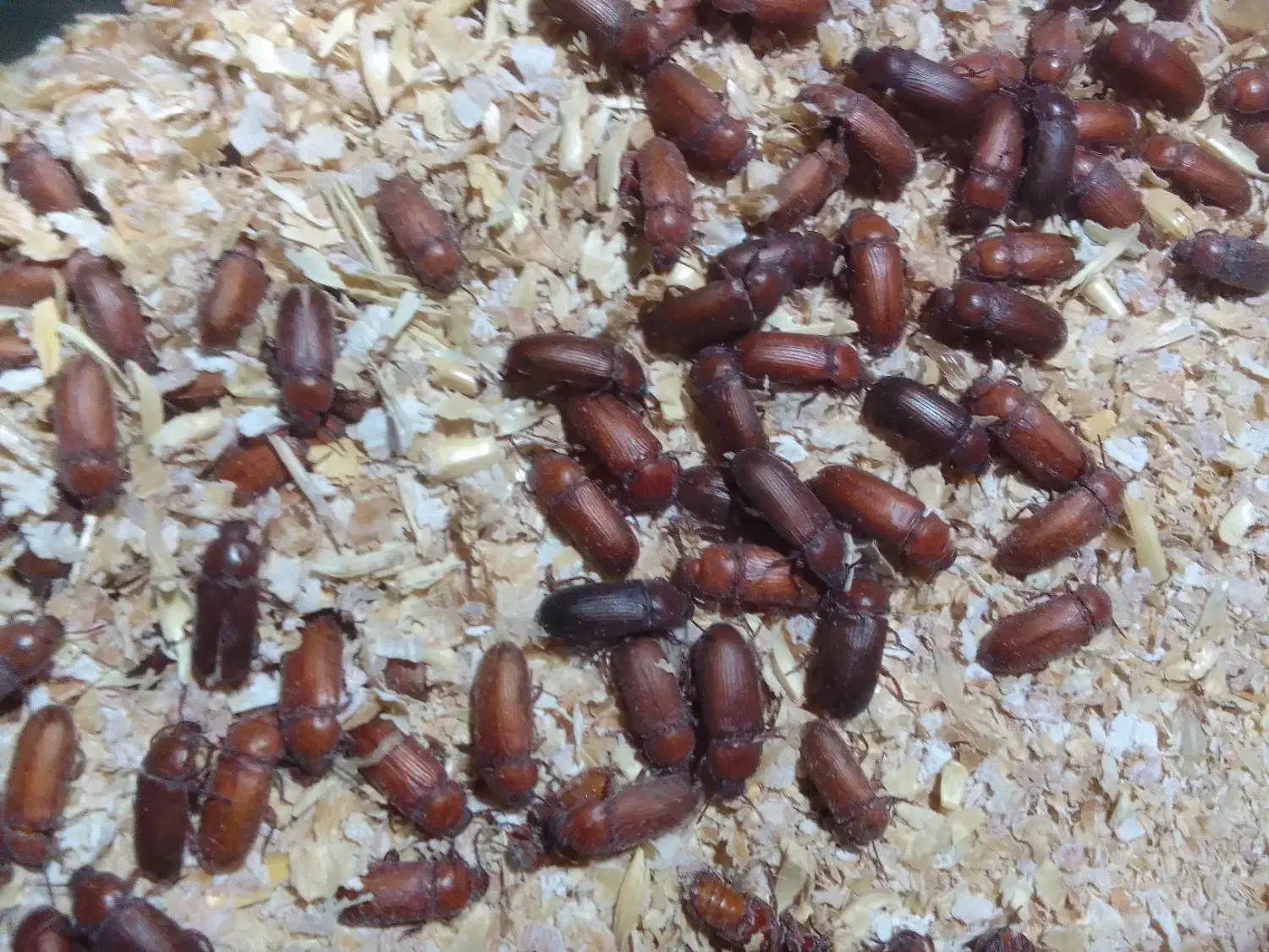 ‌کرممیلورم|خزنده|بهارستان, |دیوار