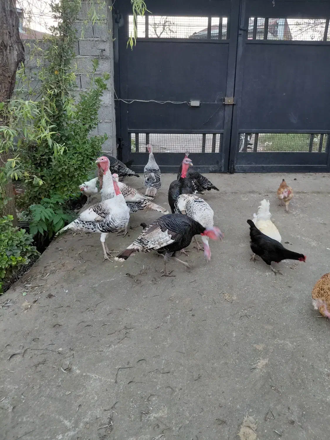 بوقلمون کیلویی 350|حیوانات مزرعه|لاهیجان, لفمجان|دیوار