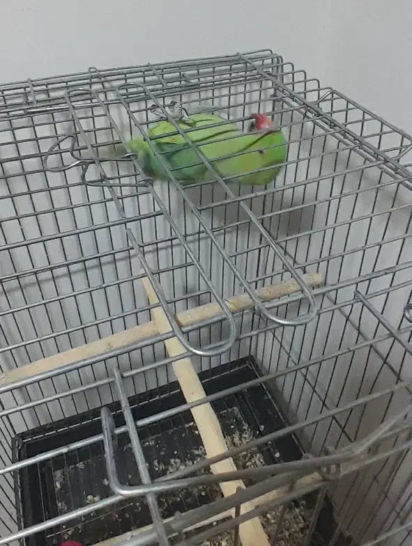 طوطی ملنگو و پایه چرخ داره|پرنده|فولادشهر, مسکن مهر فولادشهر|دیوار