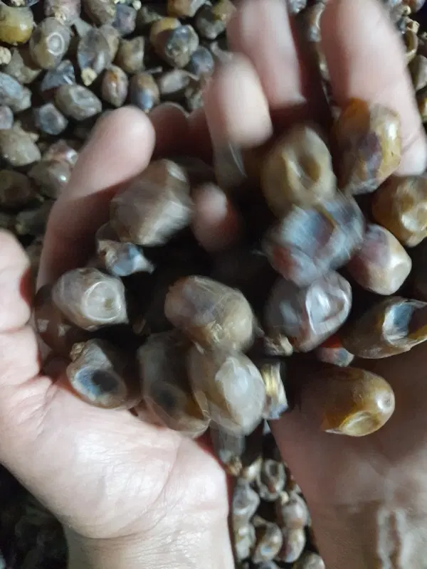 خرما‌‌|حراج|آبادان, |دیوار