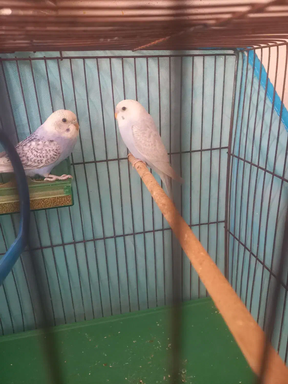 مرغ عشق.|پرنده|علامرودشت, |دیوار