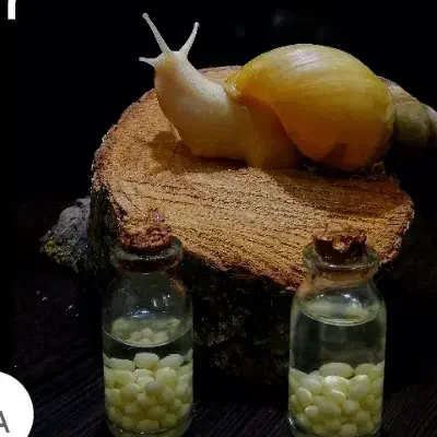 خاویار حلزون|خزنده|رشت, لاکان شهر|دیوار