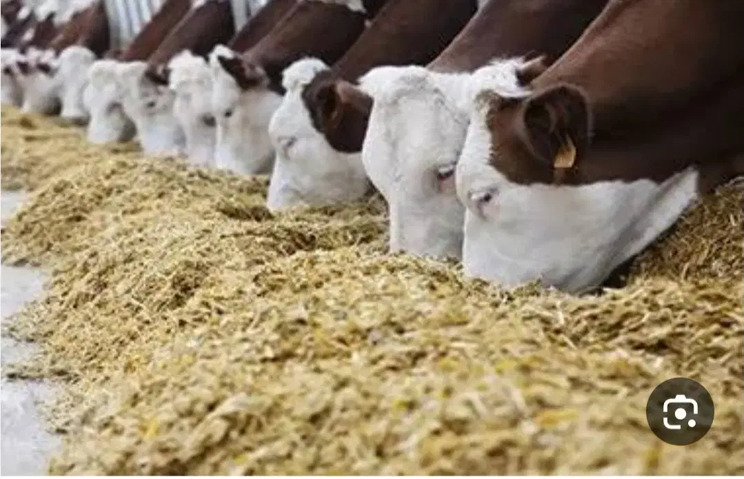 فروش نیشکر|حیوانات|قم, بلوار امین و ساحلی|دیوار