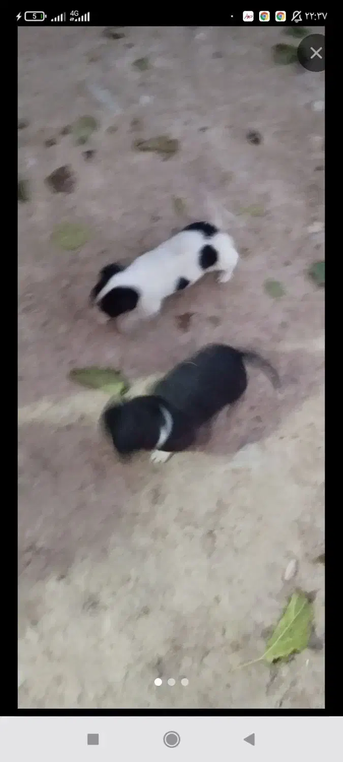 پاکوتاه|سگ|خزل, |دیوار