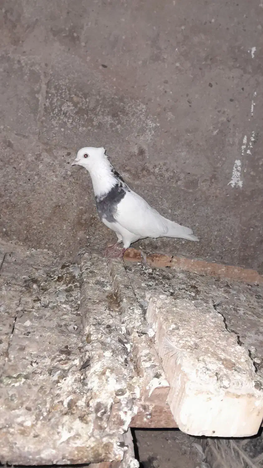 کبوتر|پرنده|شادگان, |دیوار