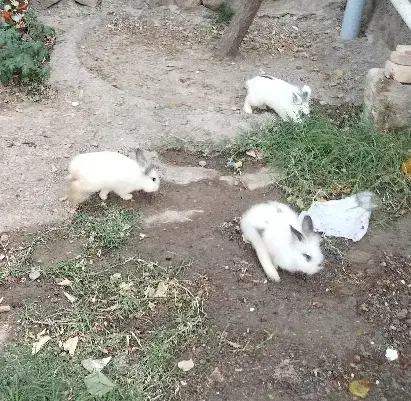 خرگوش|موش و خرگوش|میانه, |دیوار