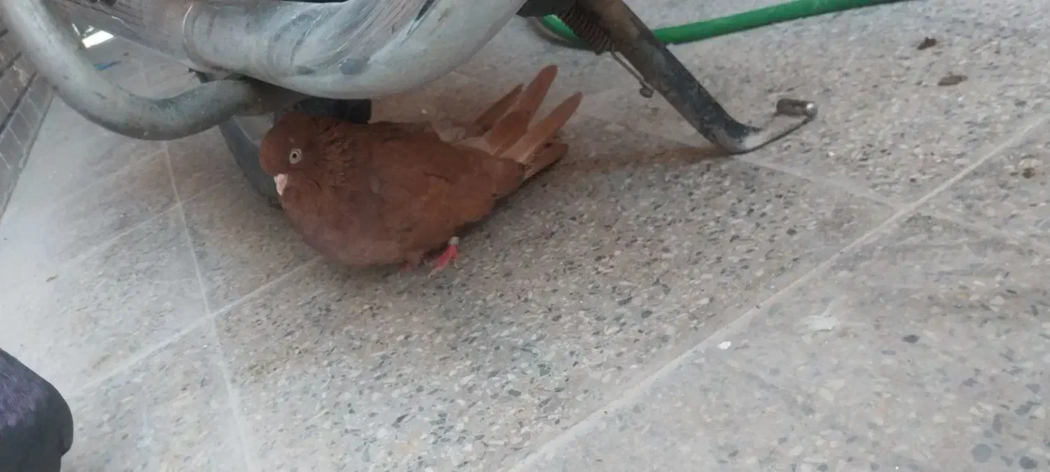 کفتر|پرنده|خمینیشهر, |دیوار